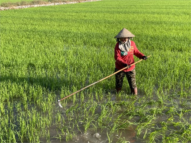 Nông dân Long An mong một năm trúng mùa, được giá (09/02/2022)